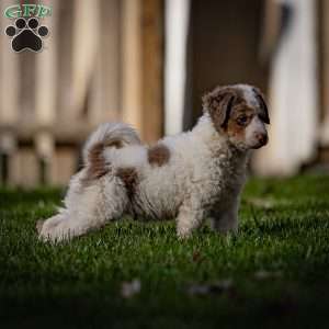 Elbrus, Mini Bernedoodle Puppy