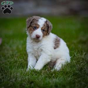 Elbrus, Mini Bernedoodle Puppy