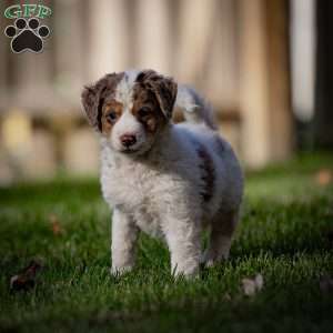 Elbrus, Mini Bernedoodle Puppy