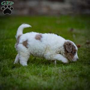 Elbrus, Mini Bernedoodle Puppy