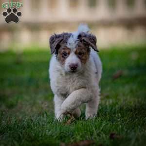 Elbrus, Mini Bernedoodle Puppy