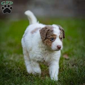 Elbrus, Mini Bernedoodle Puppy