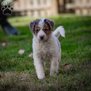 Elbrus, Mini Bernedoodle Puppy