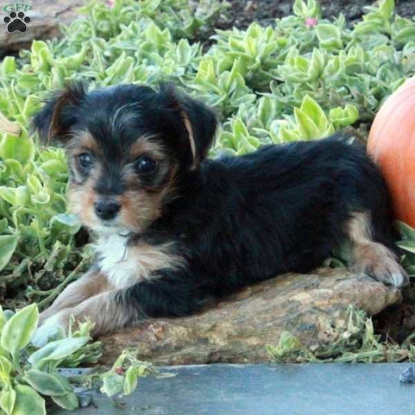 Ella, Yorkie Puppy