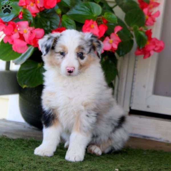 Ella, Australian Shepherd Puppy