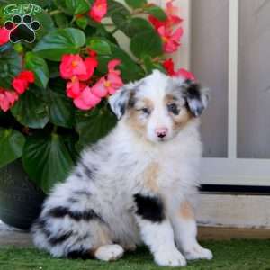 Ella, Australian Shepherd Puppy