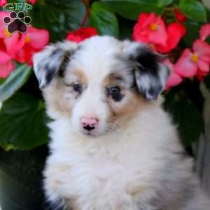 Ella, Australian Shepherd Puppy