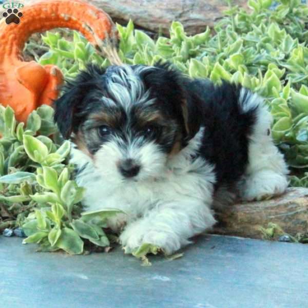 Elliot, Yorkie Puppy