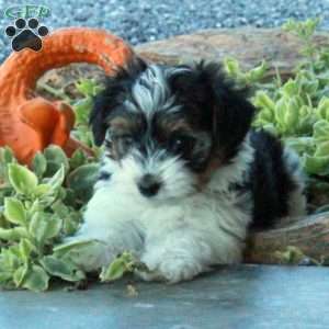 Elliot, Yorkie Puppy