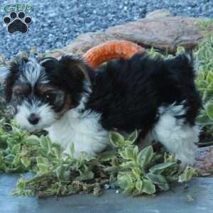 Elliot, Yorkie Puppy