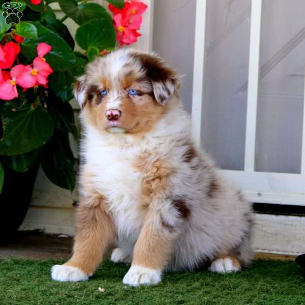 Elliot, Australian Shepherd Puppy