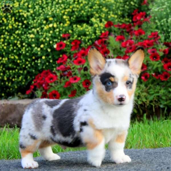 Elliot, Pembroke Welsh Corgi Puppy