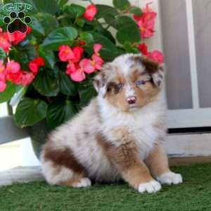 Elliot, Australian Shepherd Puppy