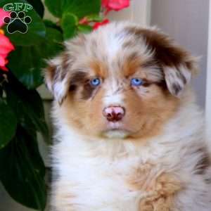 Elliot, Australian Shepherd Puppy