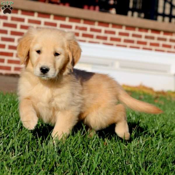 Elsie, Golden Retriever Puppy