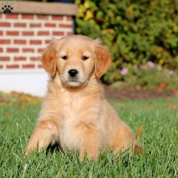 Ember, Golden Retriever Puppy