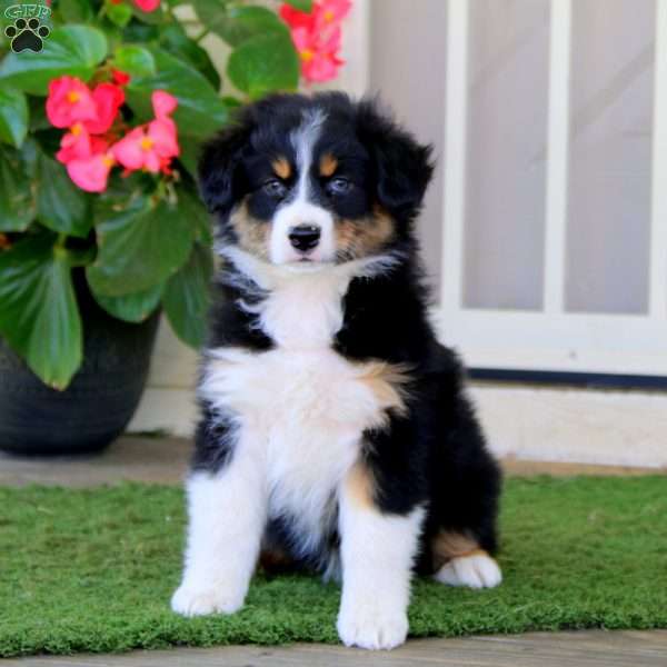 Emily, Australian Shepherd Puppy