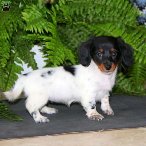 Emily, Dachshund Puppy