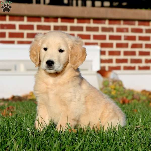 Emily, Golden Retriever Puppy