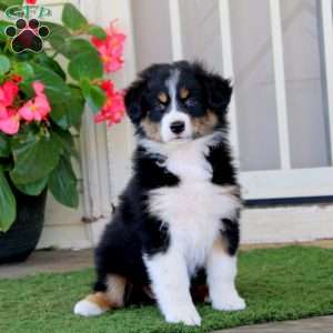 Emily, Australian Shepherd Puppy