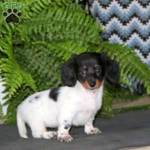 Emily, Dachshund Puppy