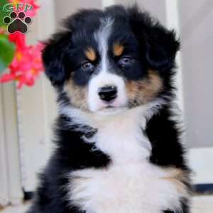 Emily, Australian Shepherd Puppy