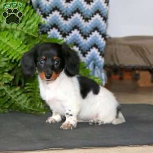 Emily, Dachshund Puppy