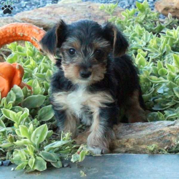 Emma, Yorkie Puppy