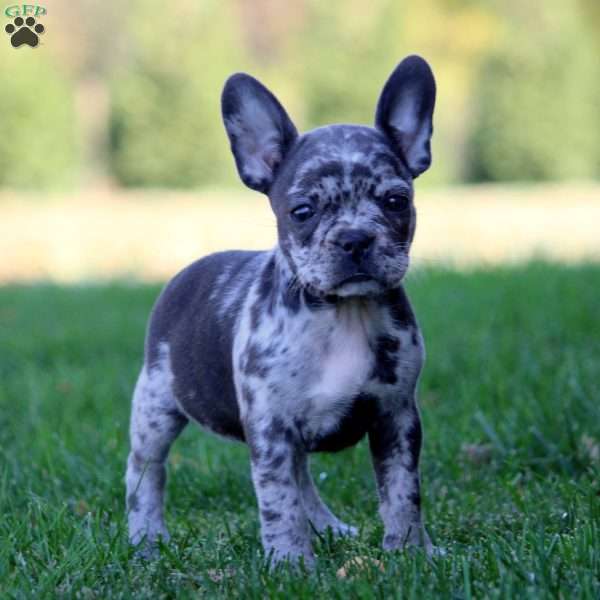 Emma, Frenchton Puppy