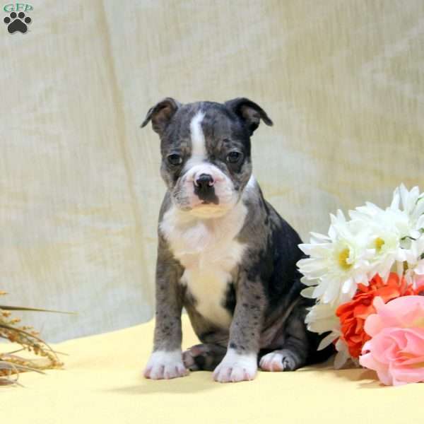 Emma, Boston Terrier Puppy