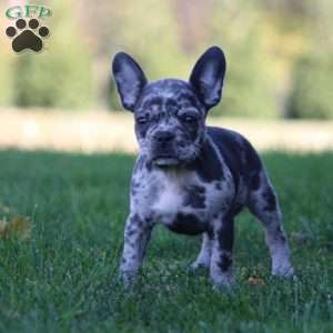 Emma, Frenchton Puppy