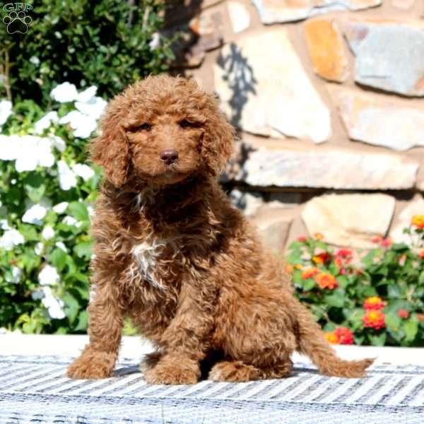 Emma, Goldendoodle Puppy