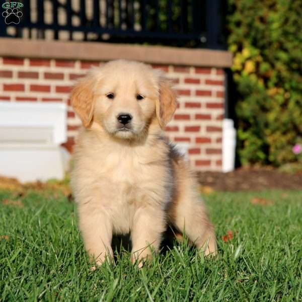 Emma, Golden Retriever Puppy