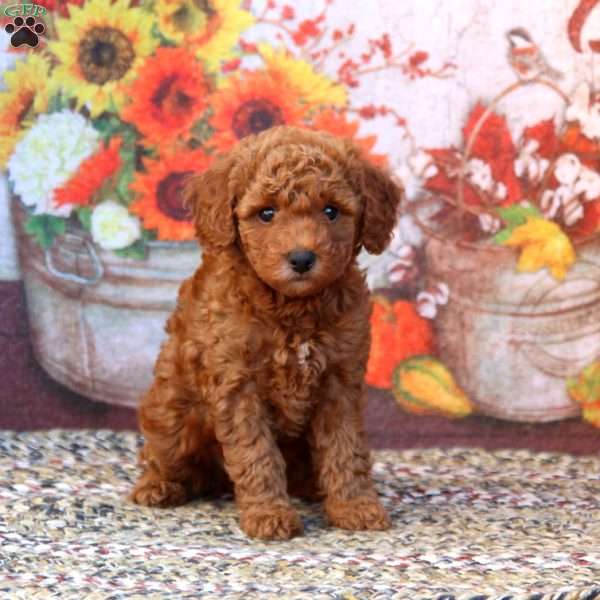 Emma, Mini Goldendoodle Puppy