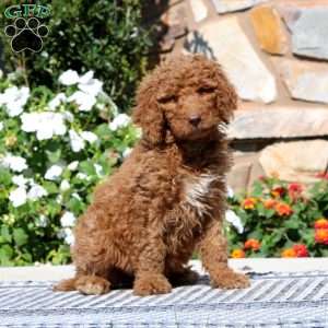 Emma, Goldendoodle Puppy