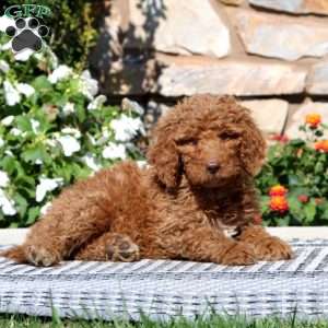 Emma, Goldendoodle Puppy