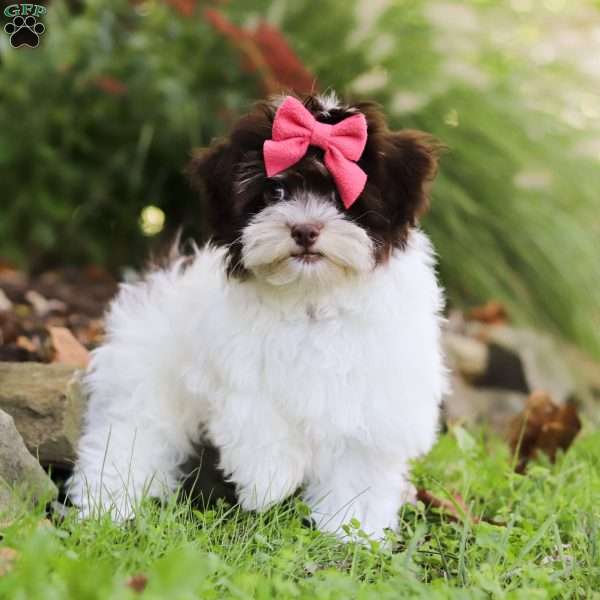 Emmie, Havanese Puppy