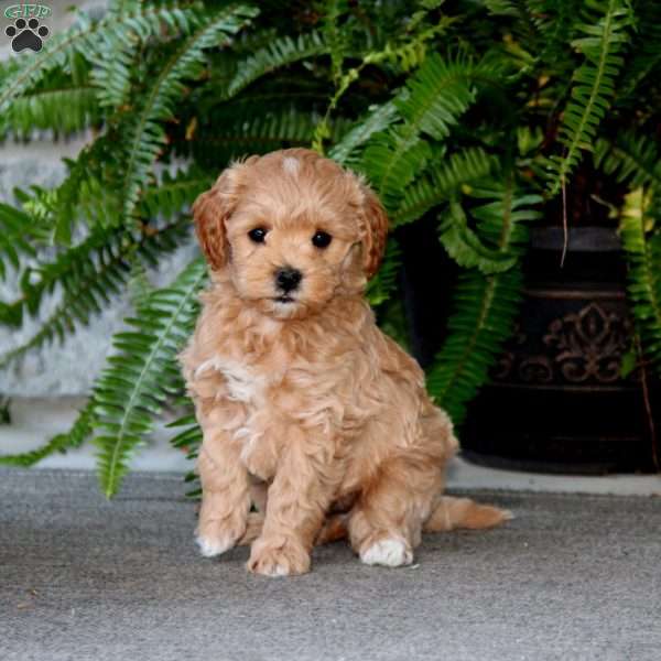 Emmy, Cockapoo Puppy