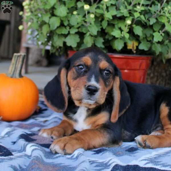 Enzo, Beaglier Puppy