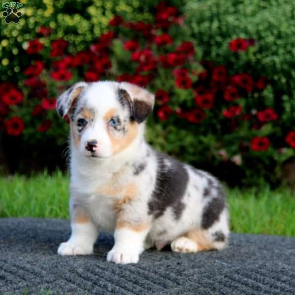 Eric, Pembroke Welsh Corgi Puppy