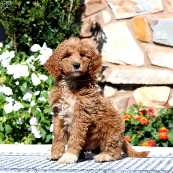 Eric, Goldendoodle Puppy