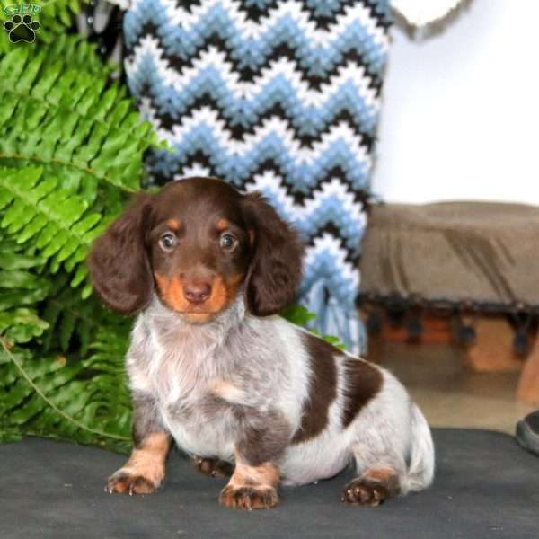 Eric, Dachshund Puppy