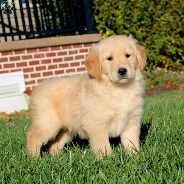 Eric, Golden Retriever Puppy