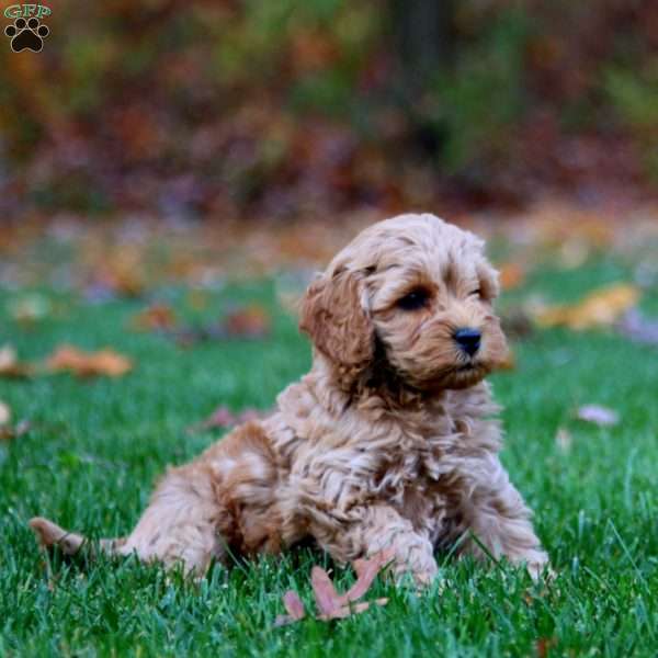 Eric, Cockapoo Puppy