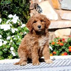 Eric, Goldendoodle Puppy