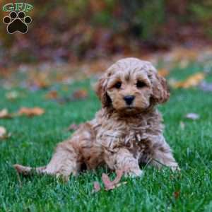 Eric, Cockapoo Puppy