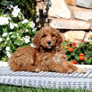 Eric, Goldendoodle Puppy