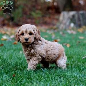 Eric, Cockapoo Puppy