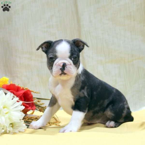 Esther, Boston Terrier Puppy