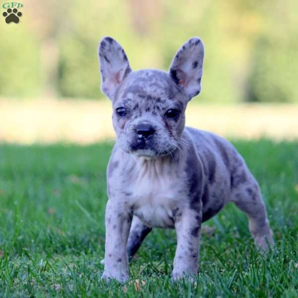 Esther, Frenchton Puppy